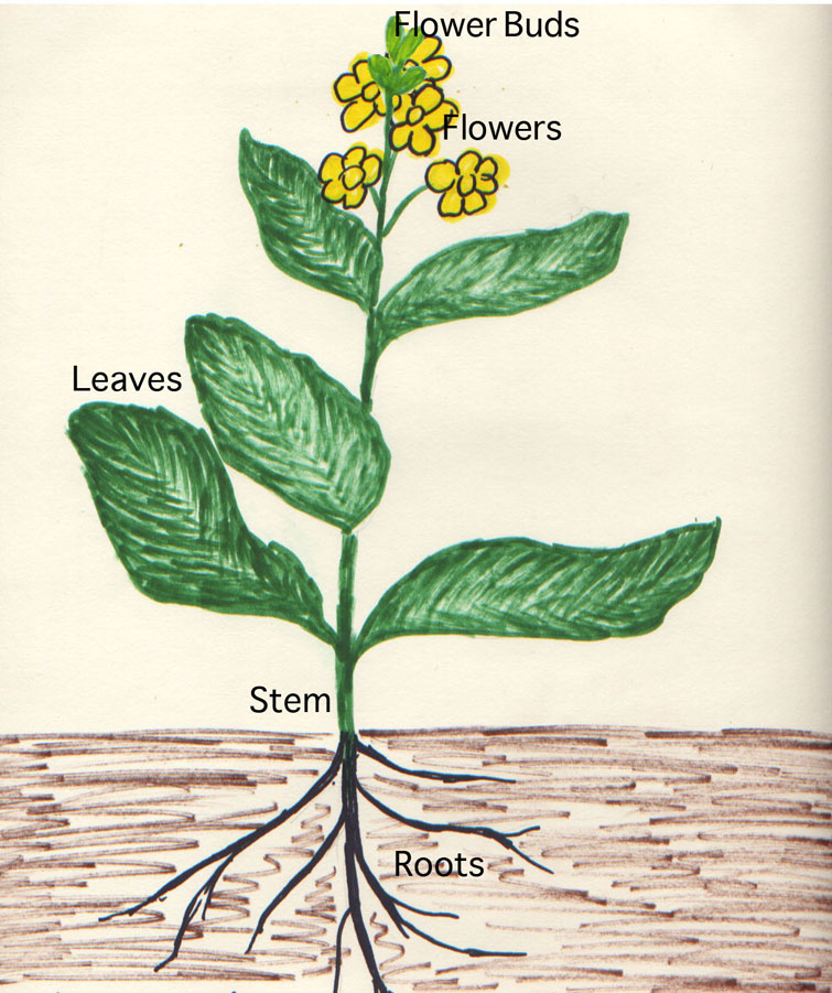 Labeling Plant Parts